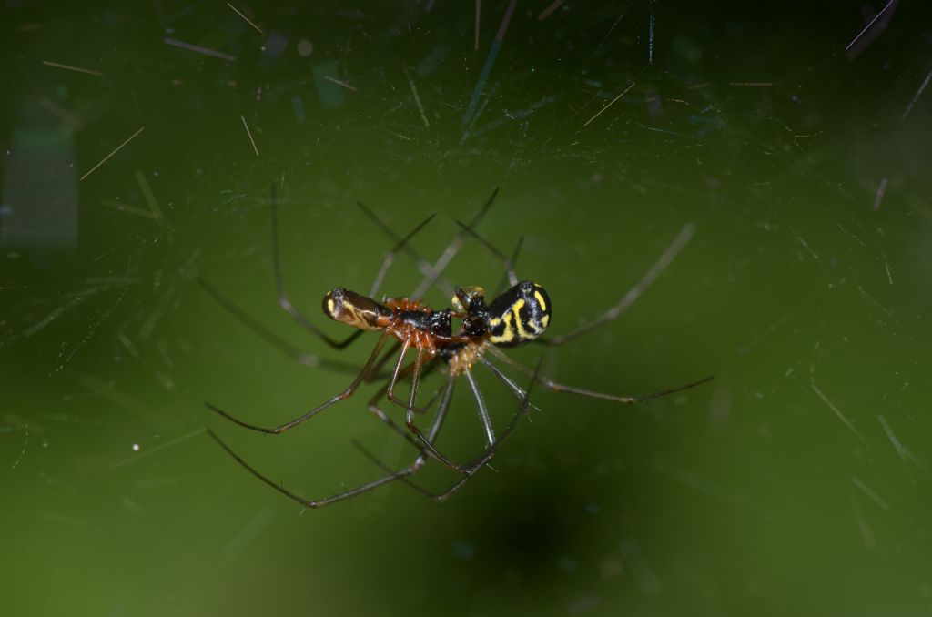 Linyphiidae ? S,  Neriene radiata - Oasi  di Alviano (TR)